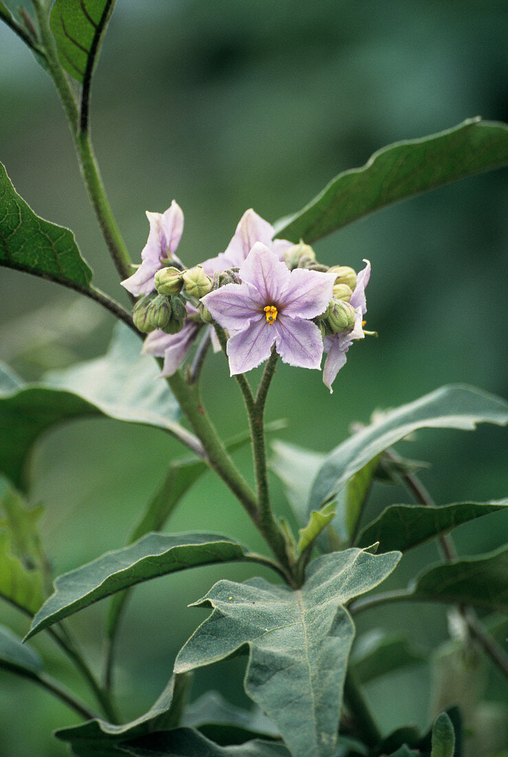 Solanum sp. flowers