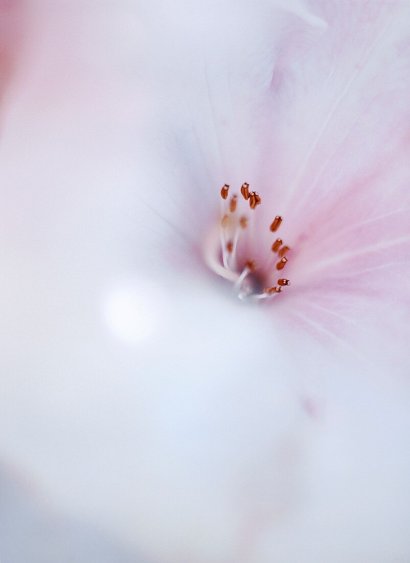 Rhododendron 'Loderi King George' flower