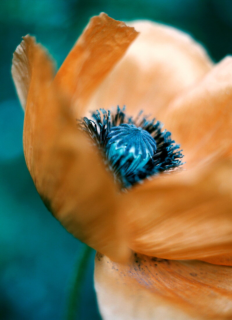 Oriental poppy flower