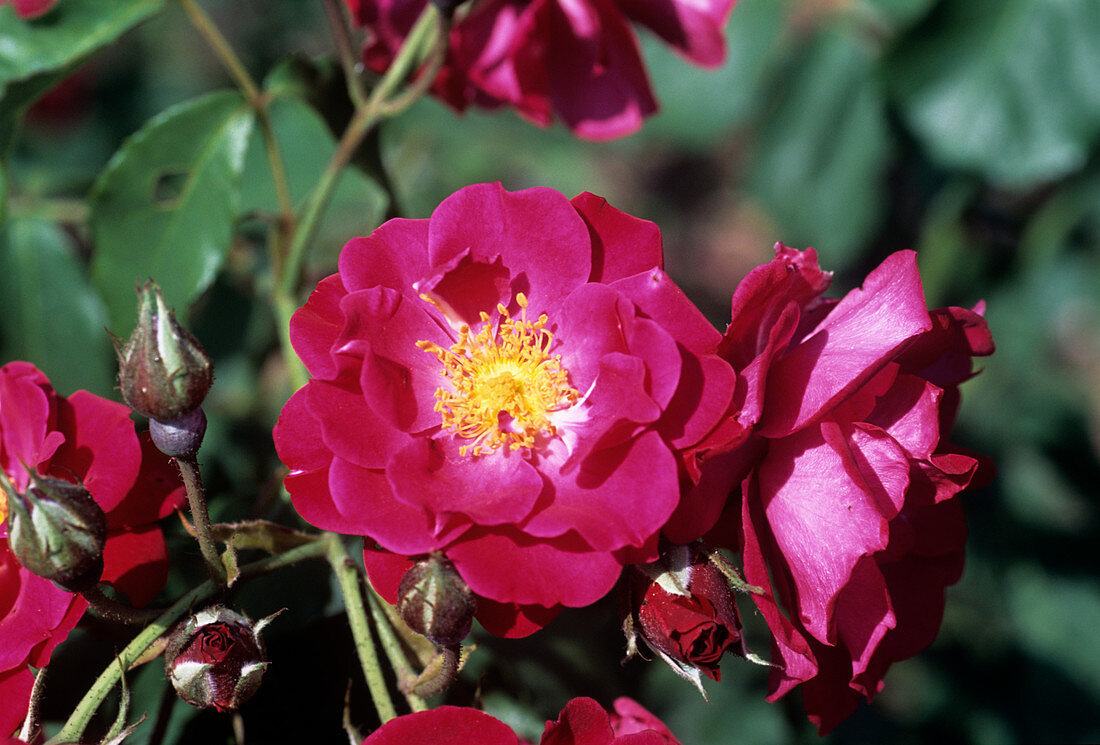 Rose 'Wilhelm' flowers