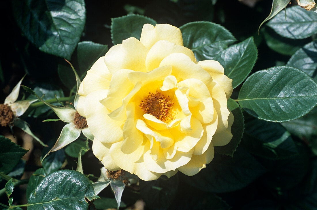 Rose 'Arthur Bell' flower