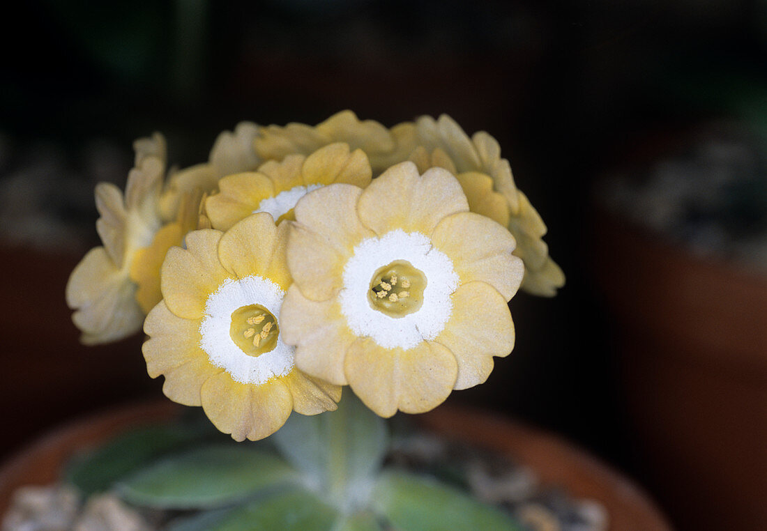 Primrose 'Lucy Locket' flowers