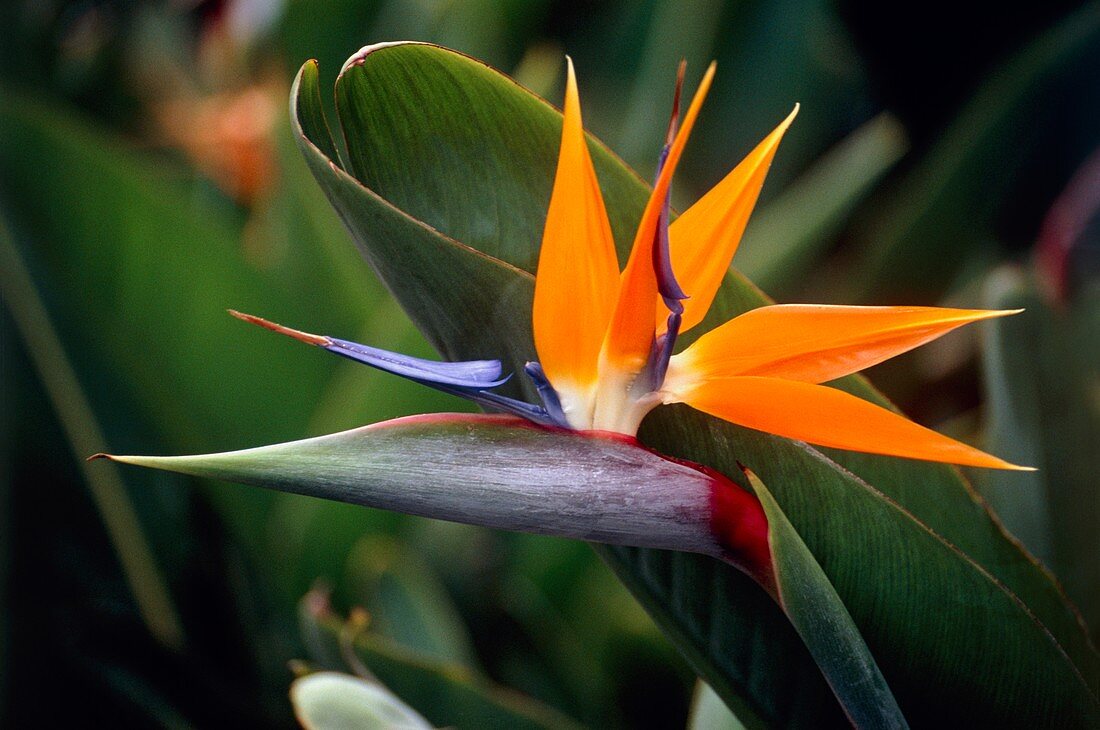 Bird of paradise flower