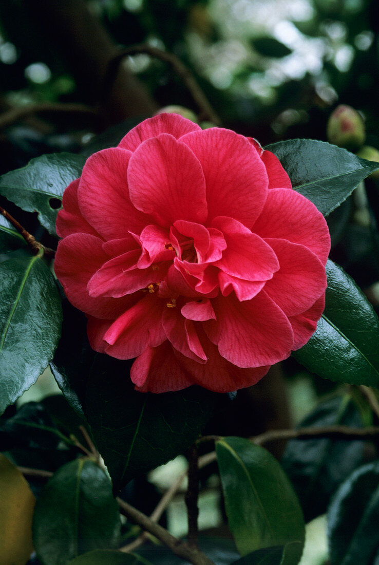 Camellia 'Mercury' flower