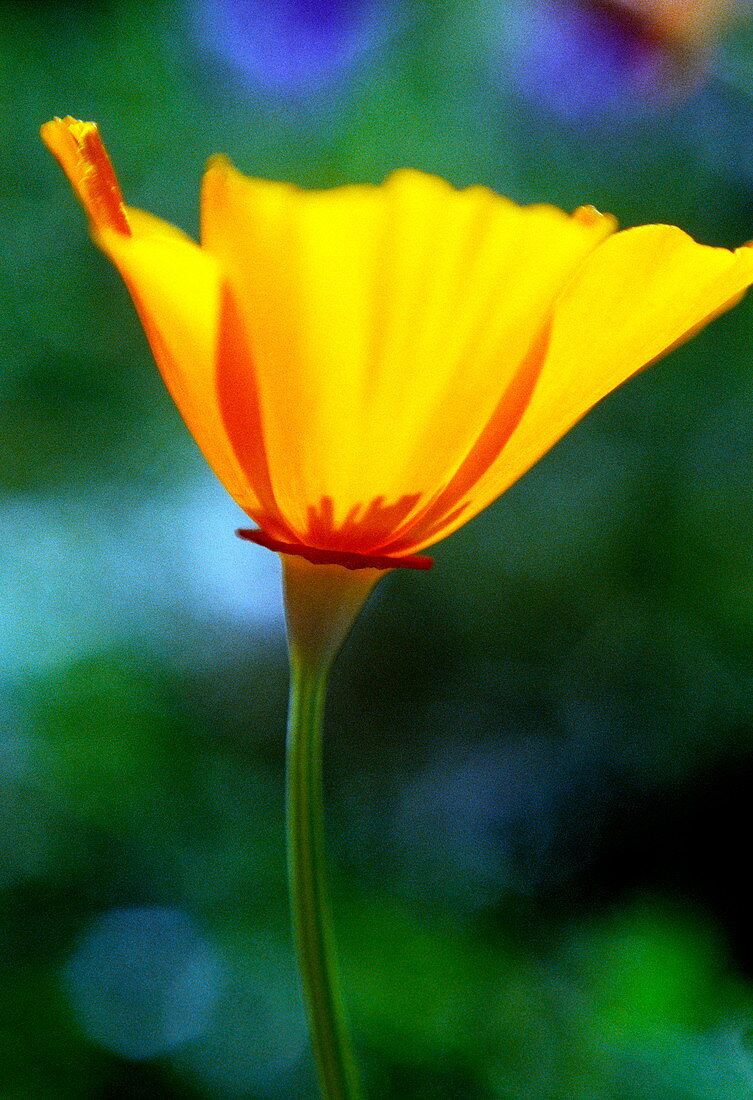 California poppy