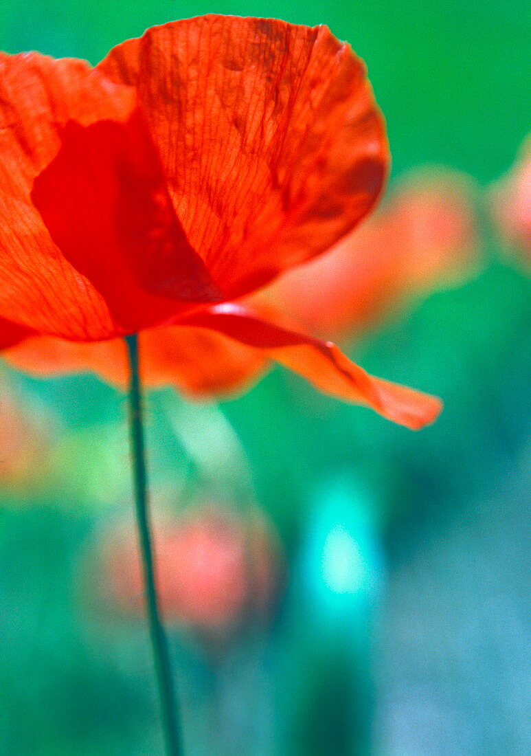 Poppy flower