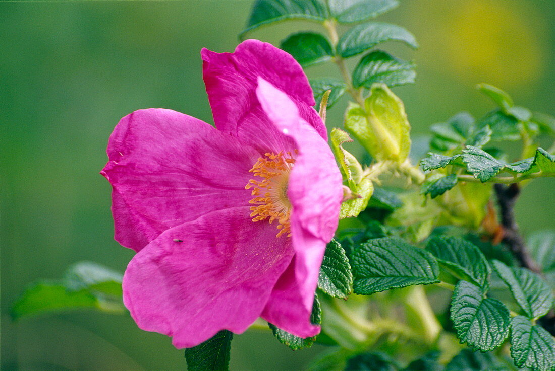 Salt spray rose flower (Rosa rugosa)