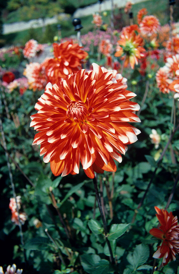 Dahlia 'Picara' flower