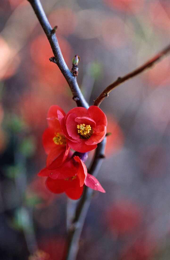 Quince flowers (Chaenomeles vilmoriana)