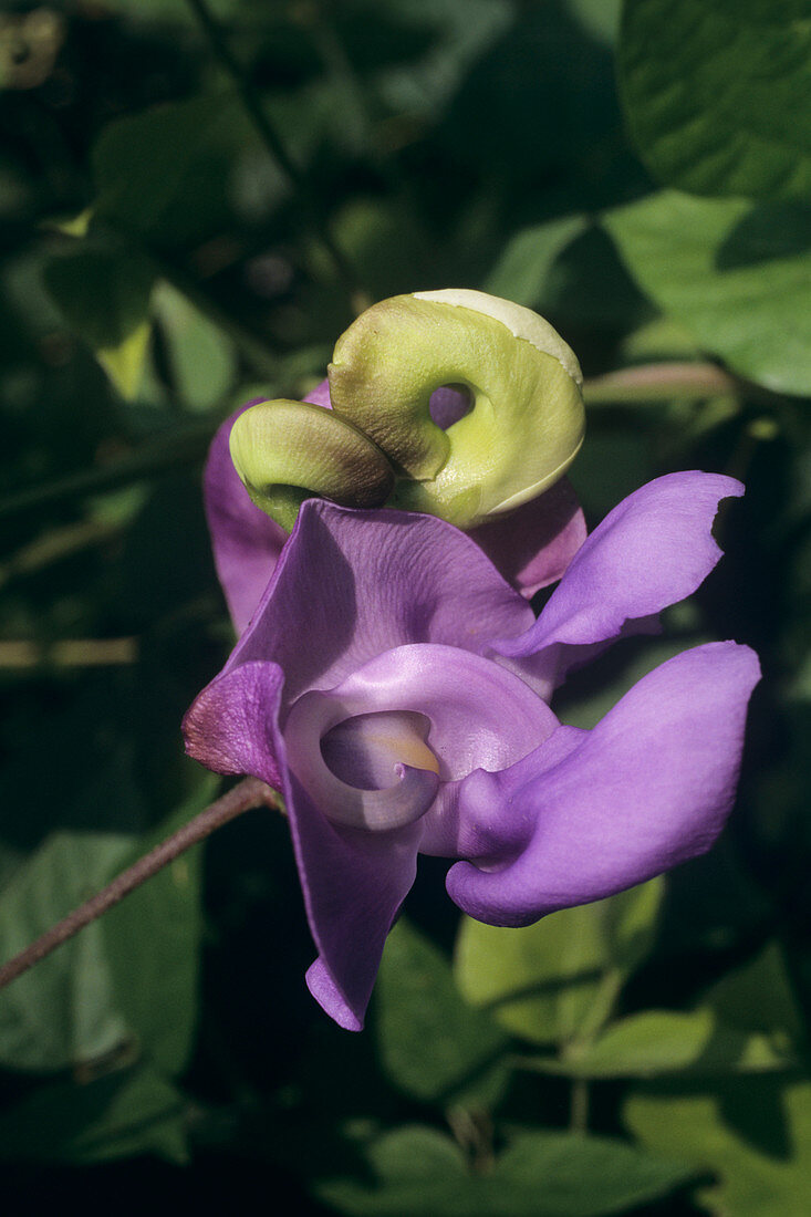 Snail vine flower (Phaseolus caracalla)