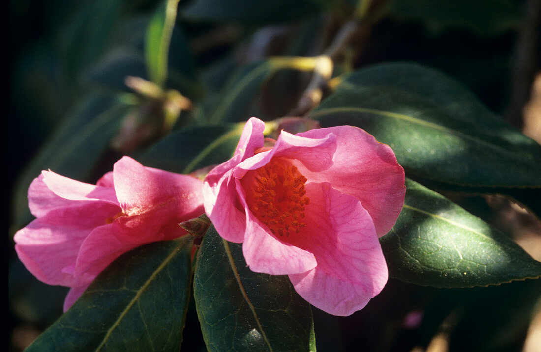 Camellia 'Bow Bells'