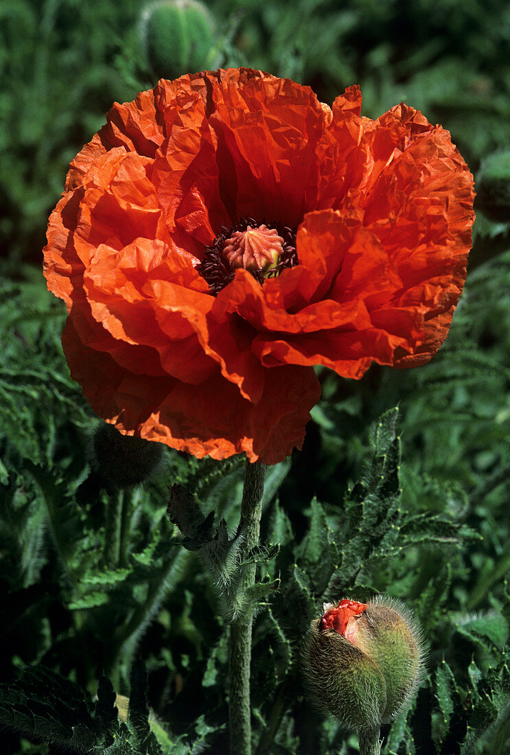 Oriental poppy flower (Papaver orientale)