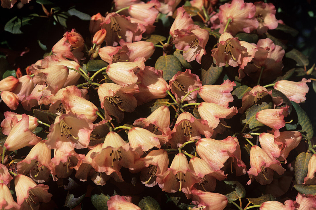 Rhododendron 'Varna' flowers