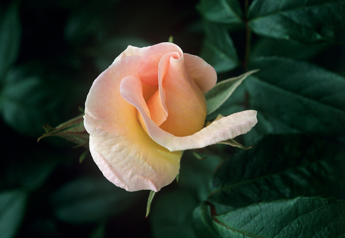 Rose flower (Rosa 'Sally Holmes')