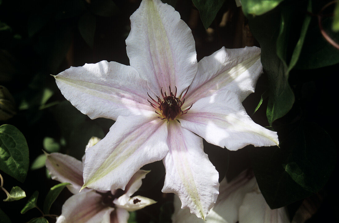 Clematis 'Special Occasion'