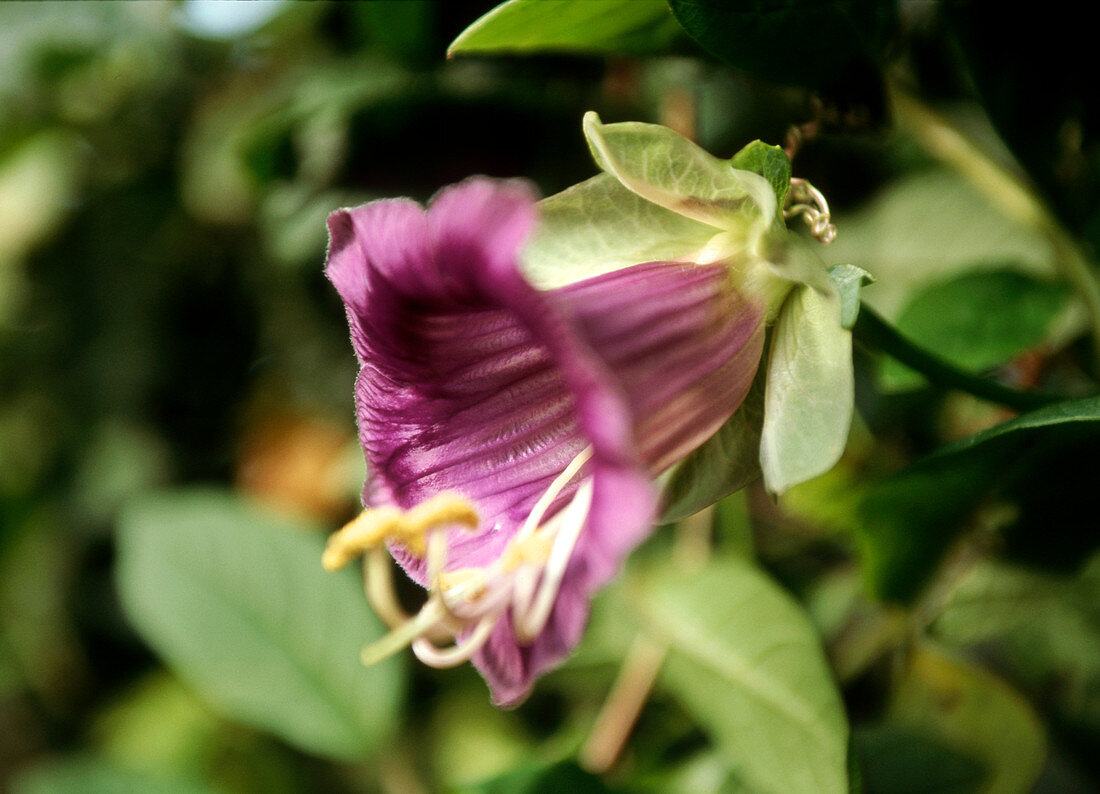 Cup and saucer (Cobaea scandens)