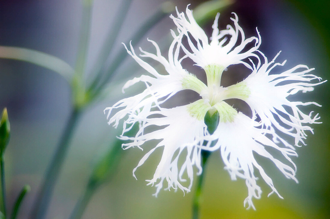 White carnation flower