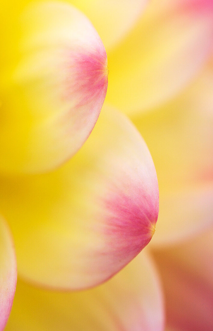 Dahlia 'Zingaro' petals