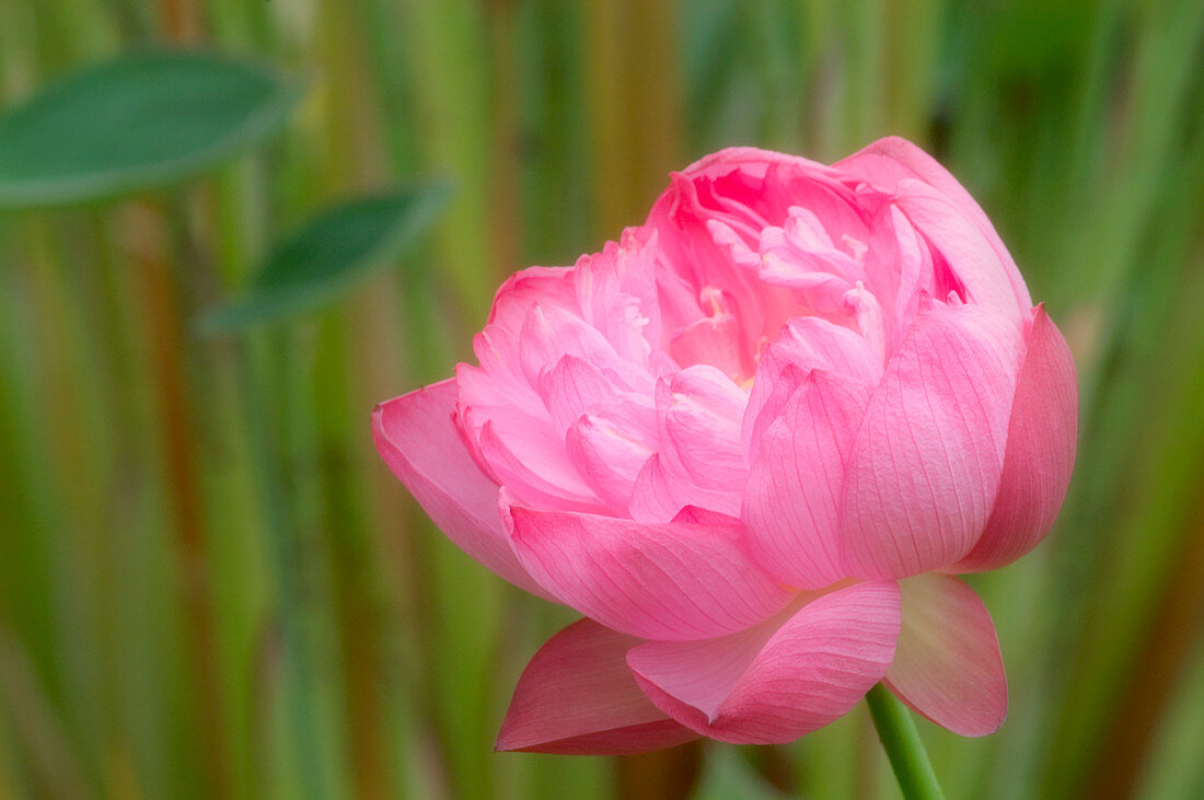 Pink lotus (Nelumbo nucifera)