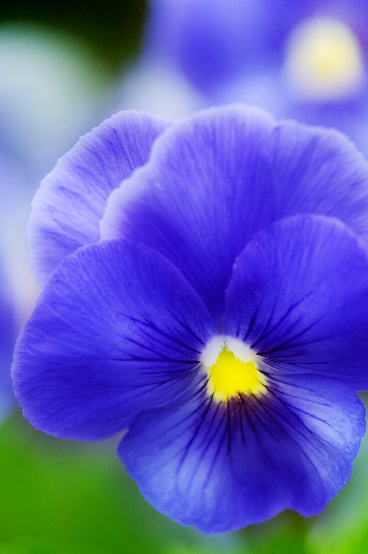 Pansy (Viola tricolor)