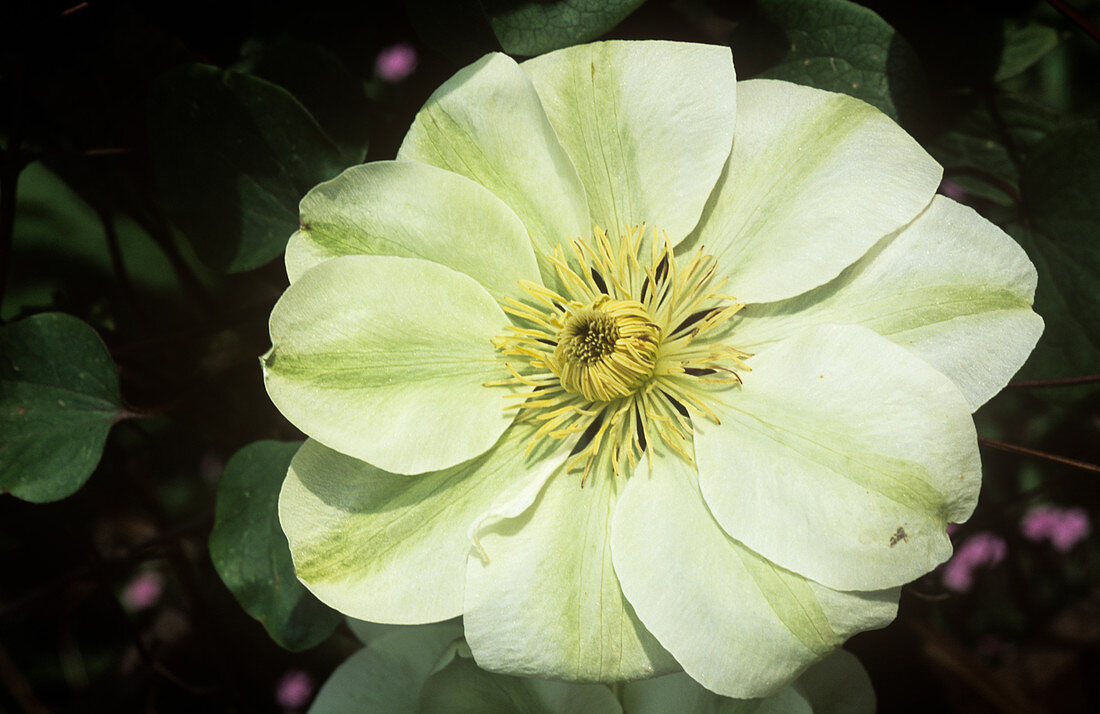 Clematis 'Guernsey Cream') flower