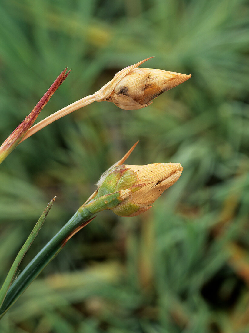 Dehydrated carnation buds (Dianthus sp.)