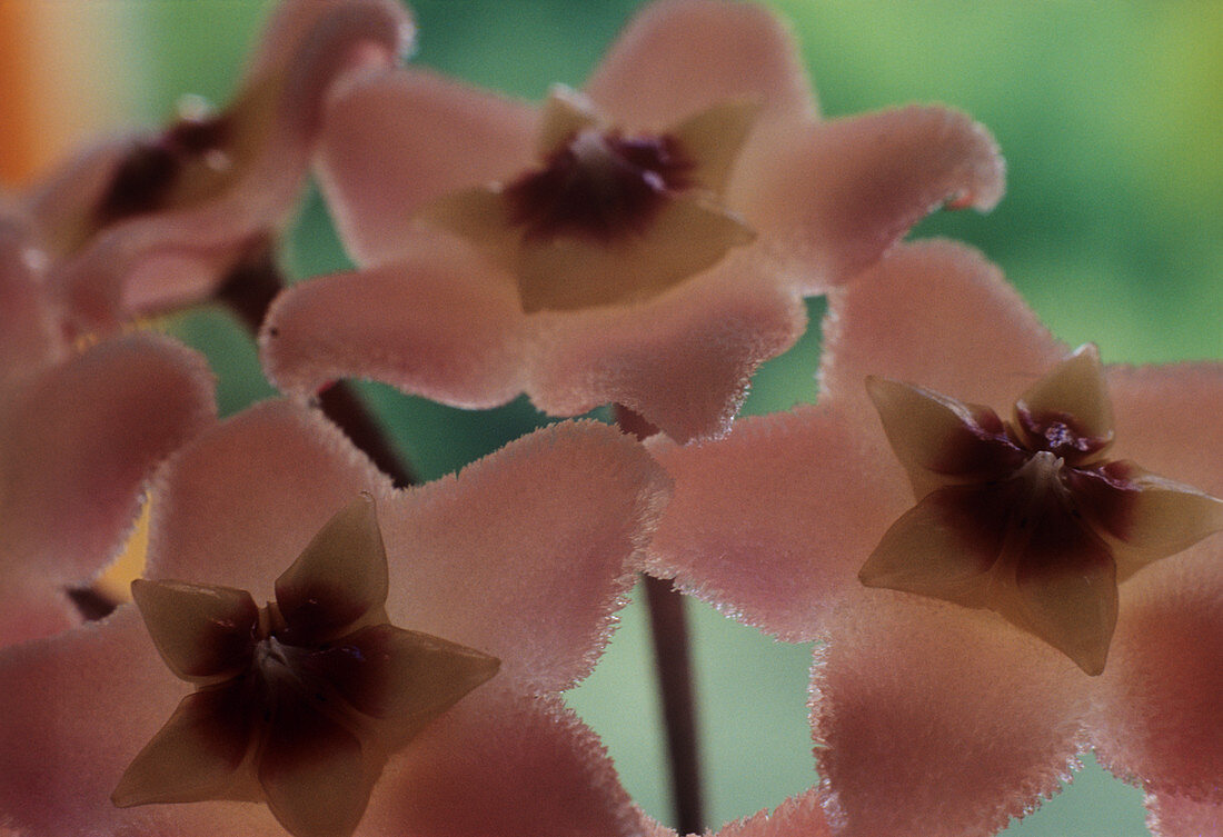 Wax plant (Hoya carnosa) flowers