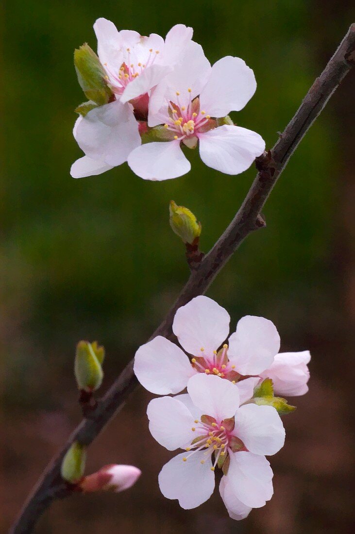 Nanking bush cherry (Prunus tomentosa)