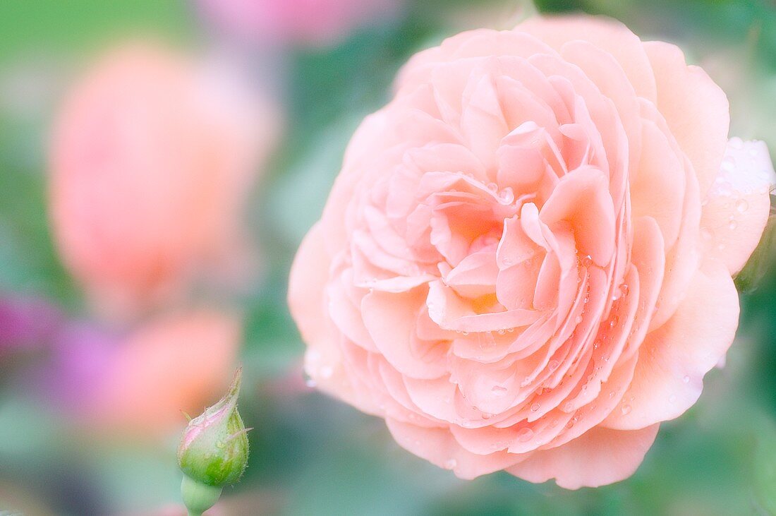 Tea rose (Rosa 'The Oregonian')