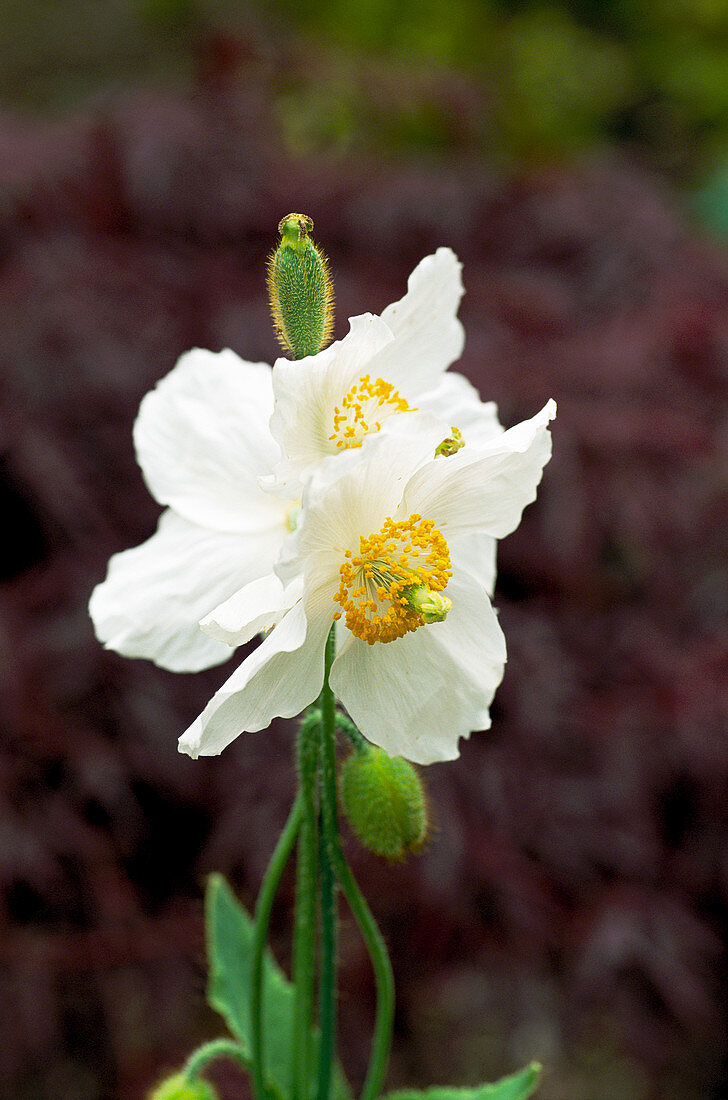 Poppy (Meconopsis betonicifolia)