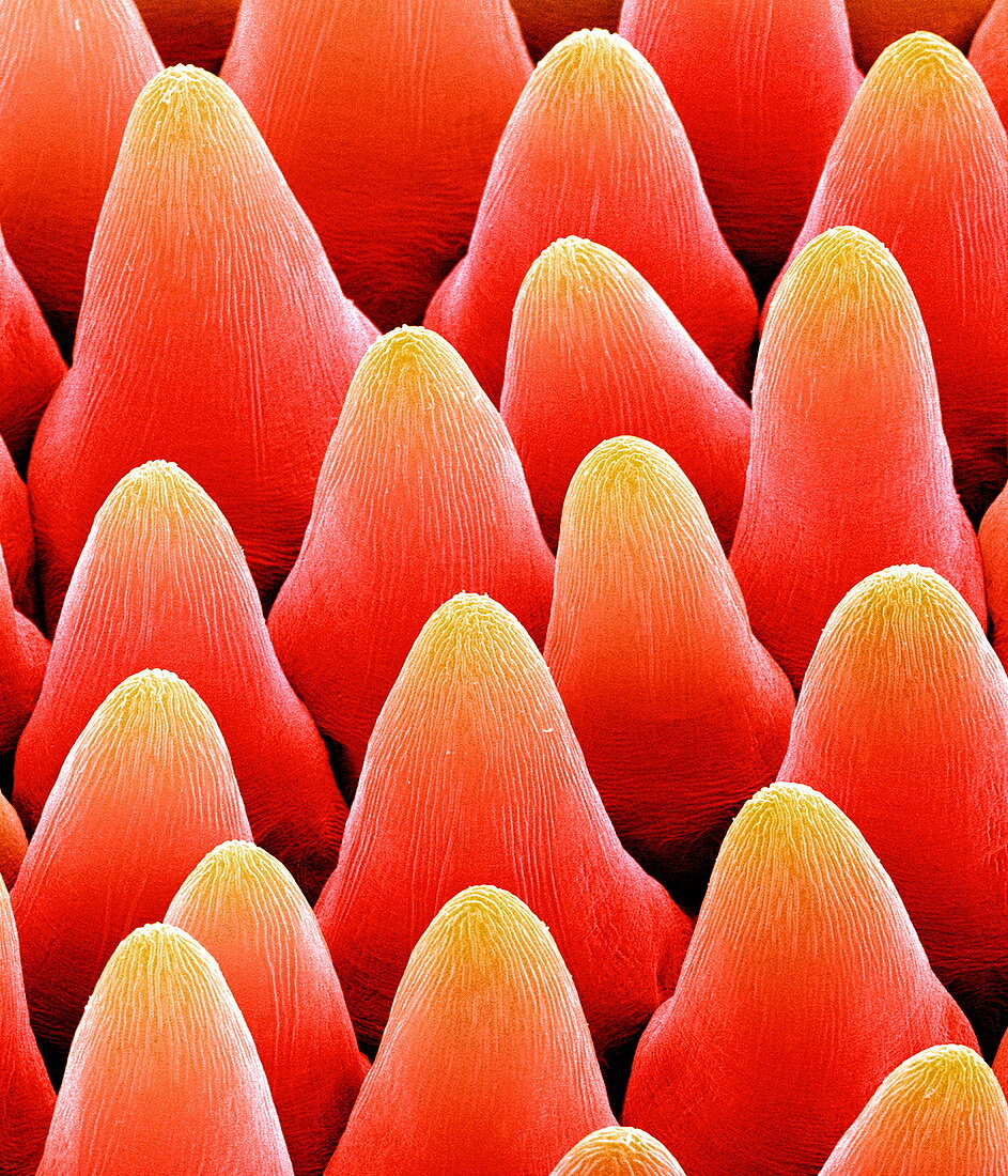 Petal papillae,SEM