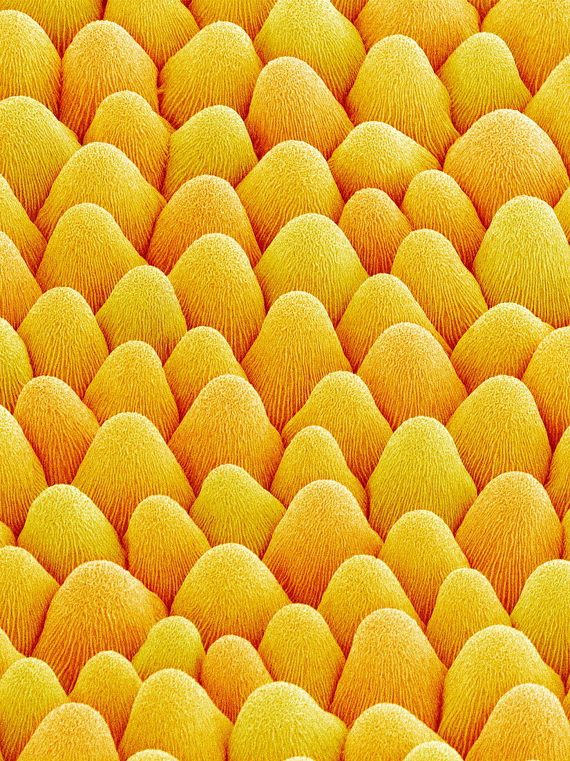 Flower bract surface,SEM