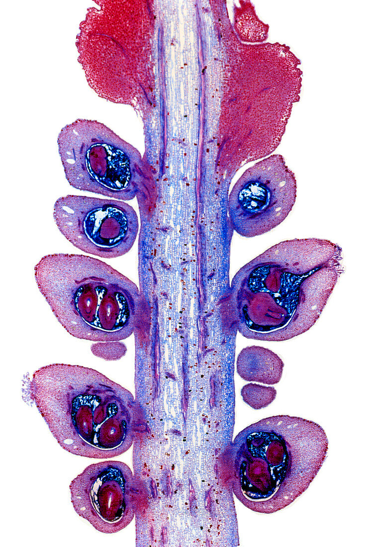 Arum plant spadix,light micrograph