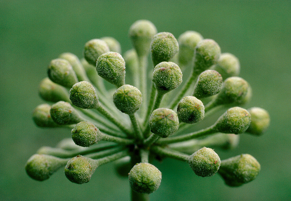 Macrophotograph of immature ivy flowers