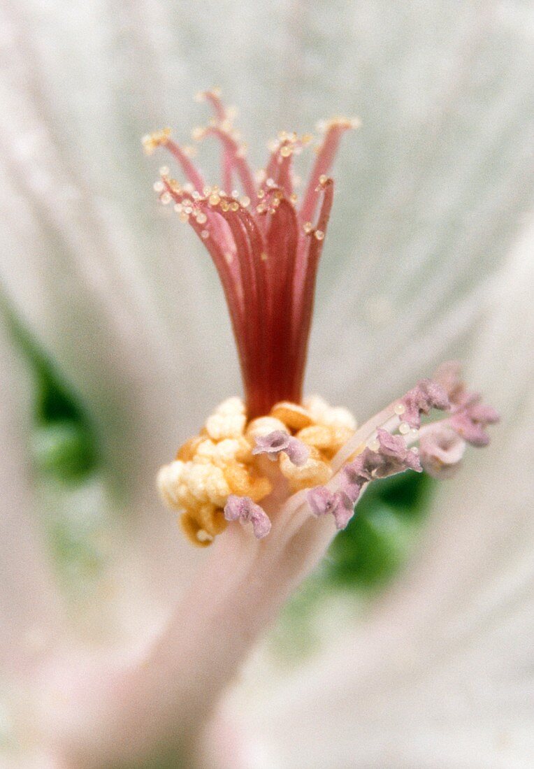 Sex organs of musk mallow flower