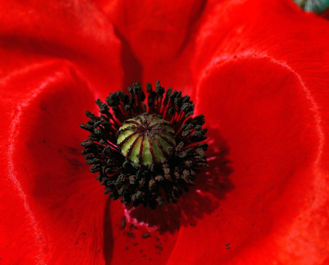 Poppy flower