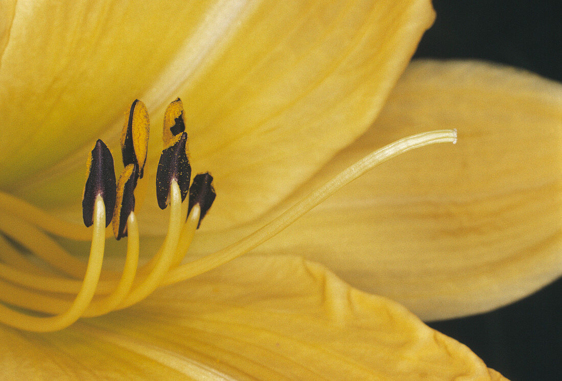 Lily flower stamens and carpel