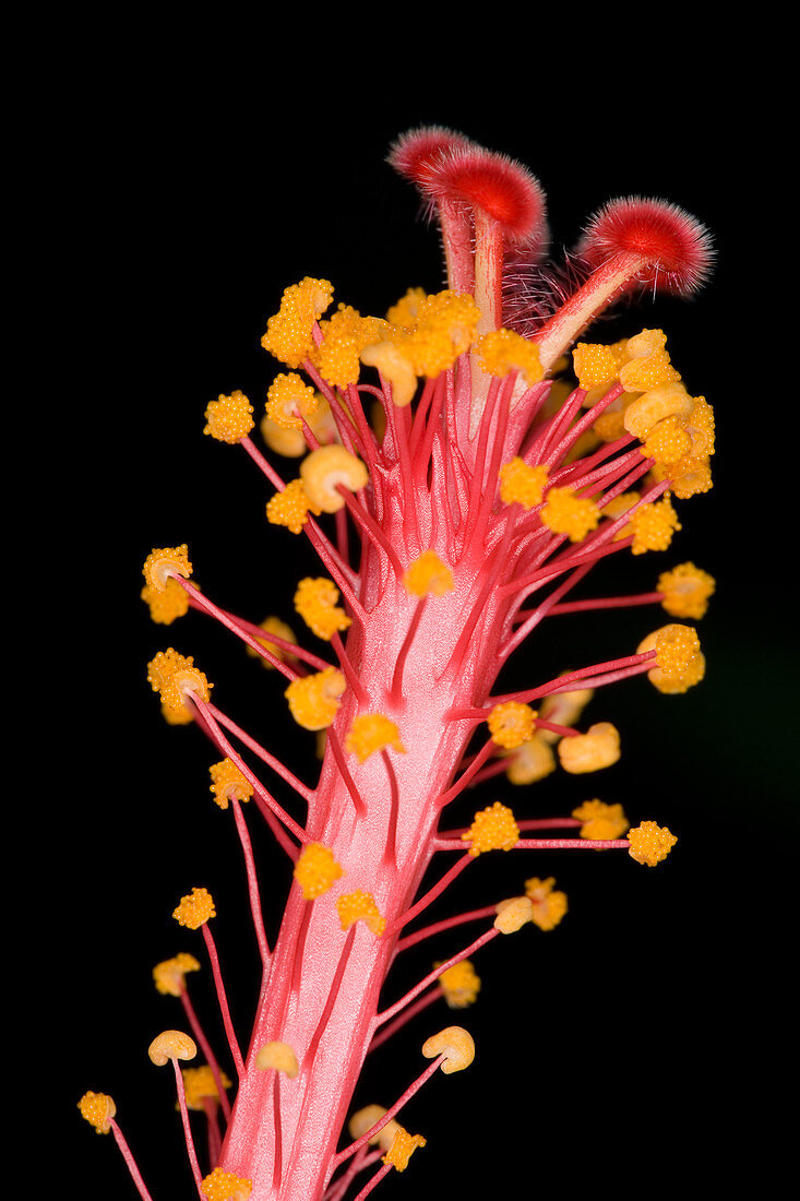 Hibiscus flower reproductive organs