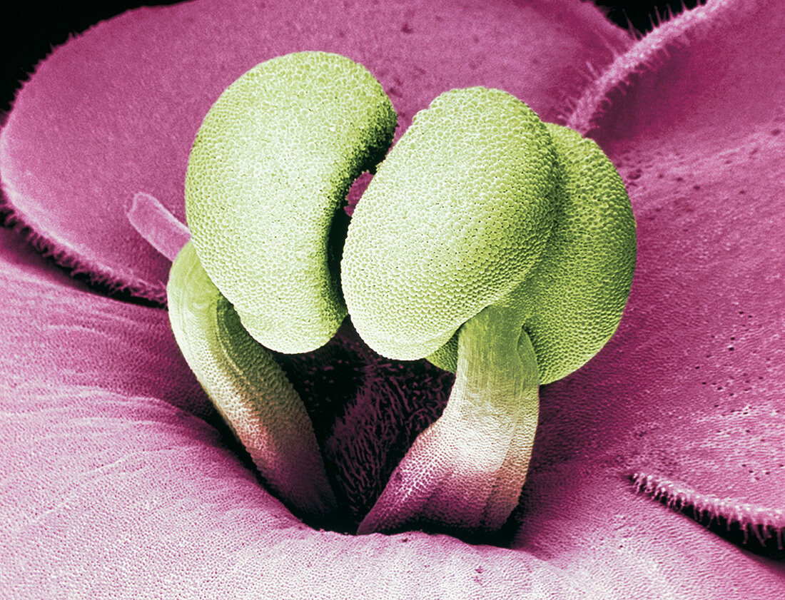 Flower stamens of an African violet