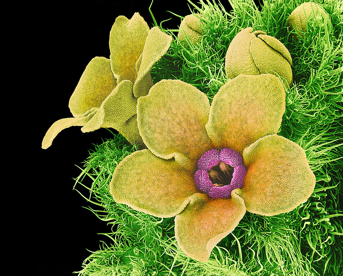 Wild flower,SEM