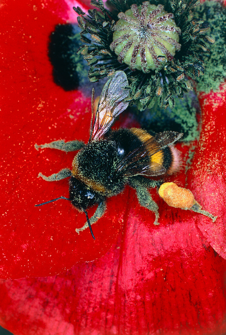Bumblebee collecting pollen from poppy