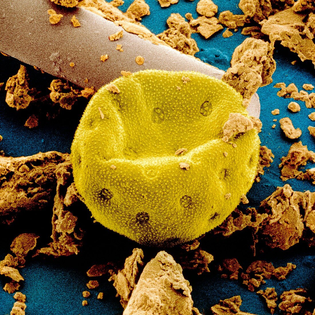 Pollen of Lambsquarter plant in dust