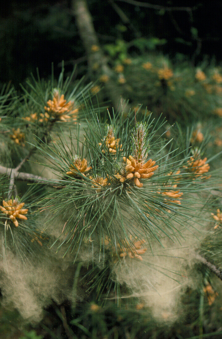 Pollen dispersal from male pine cones