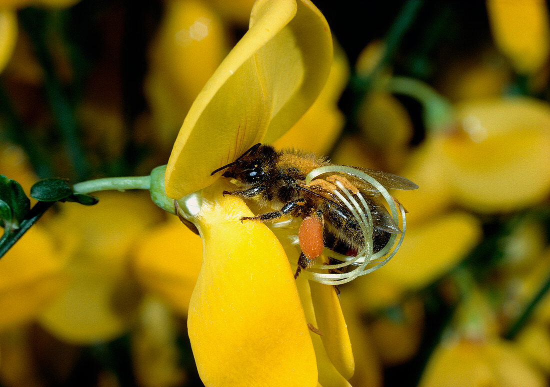 Pollination of Spartium flower by a bee