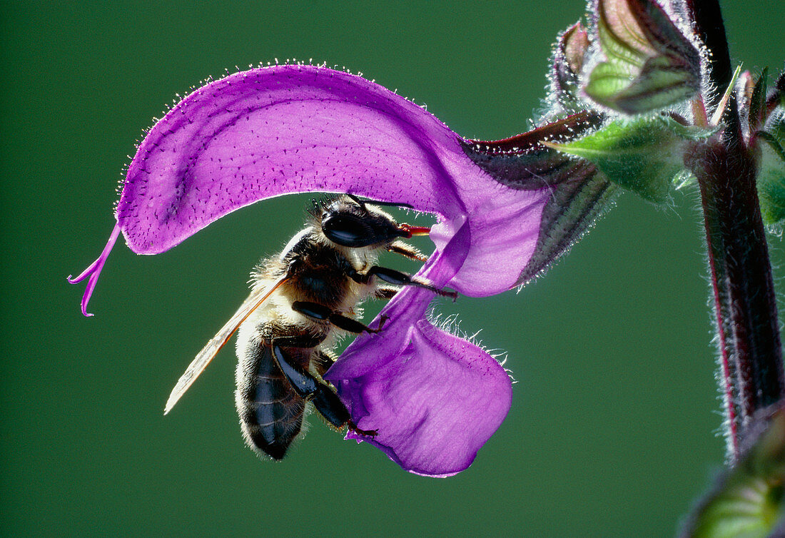 Wild sage about to be pollinated by bee