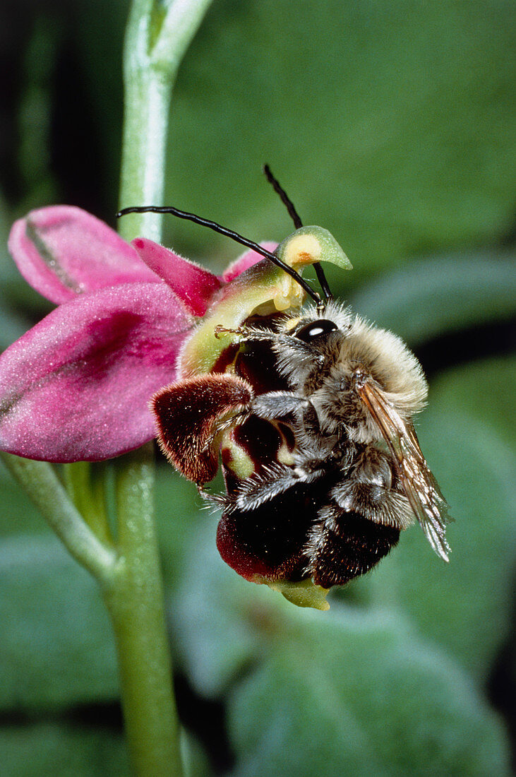 Bee pollinating Ophrys orchid