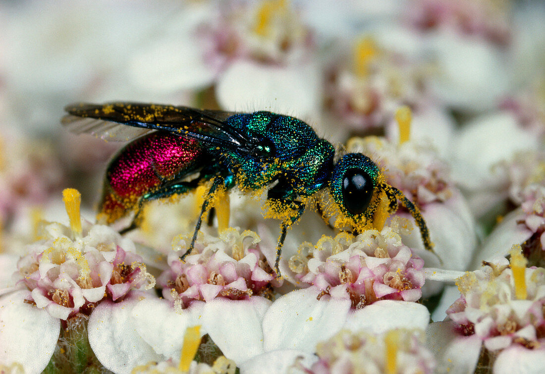 Wasp pollination of a yarrow flower