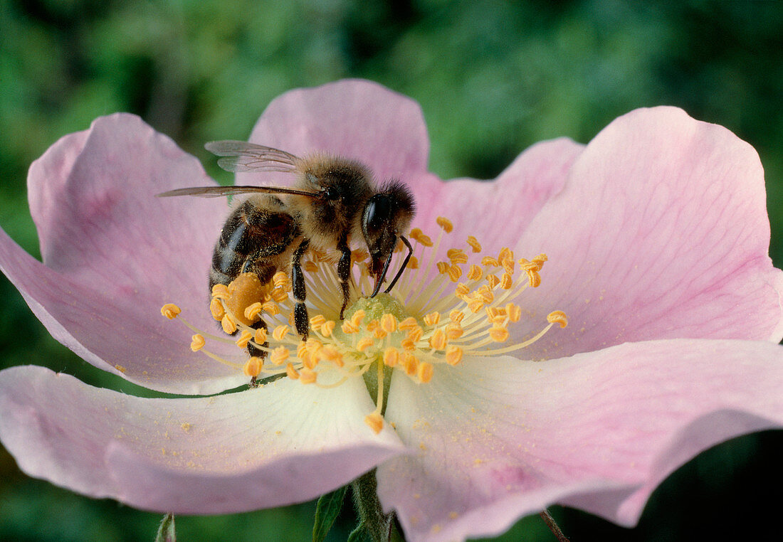 Worker bee pollinating a sweetbriar flower