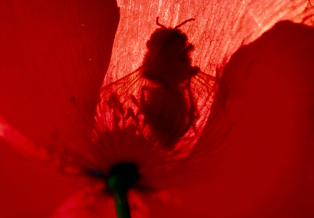 Macrophoto of a bee pollinating a poppy