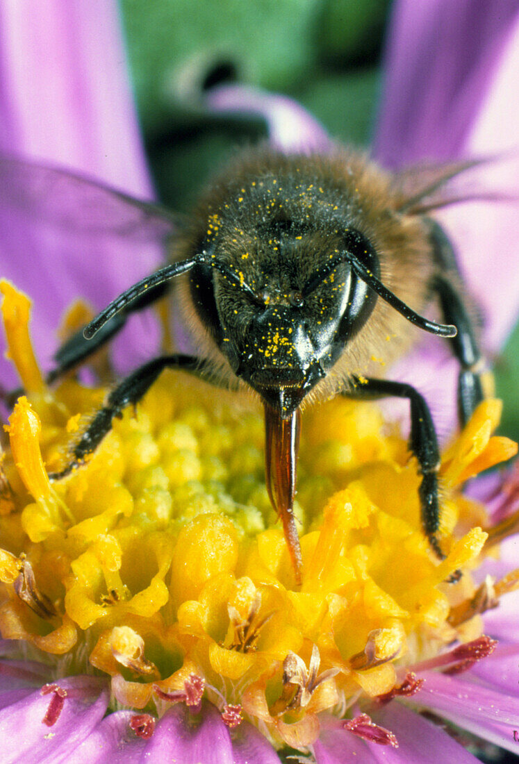 Honey bee on a Michaelmas daisy